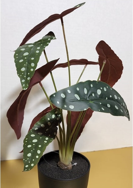 POLKA DOT PLANT, SPOT LEAF - Spotted green and white plant with black pot 16 x 5" Made with (love and...) premium materials for "faux real" look Polyester, plastic, iron wire and artistic coloring.