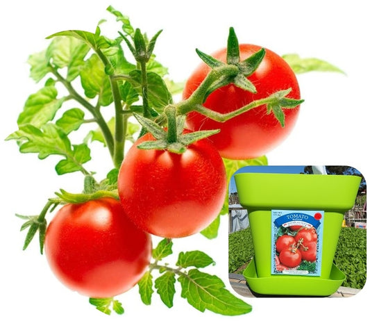 GROW YOUR OWN, EASILY. Beefsteak tomatoes are meaty, juicy fruits, a popular ingredient for many home-made recipes