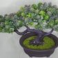 BONSAI TREE - JAPANESE JUNIPER by Dilzzy