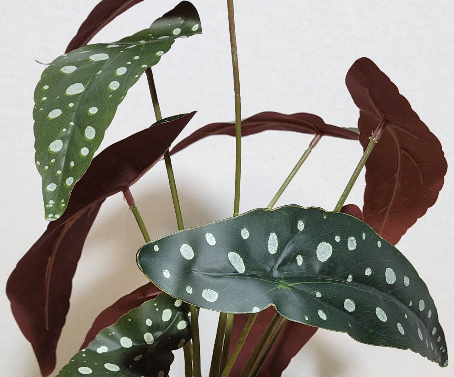 Artificial Hypoestes phyllostachya, "The polka dot plant", is a species of flowering plant in the family Acanthaceae, native to South Africa, Madagascar, and south east Asia.  Import nature into your home effortlessly with this piece of art.