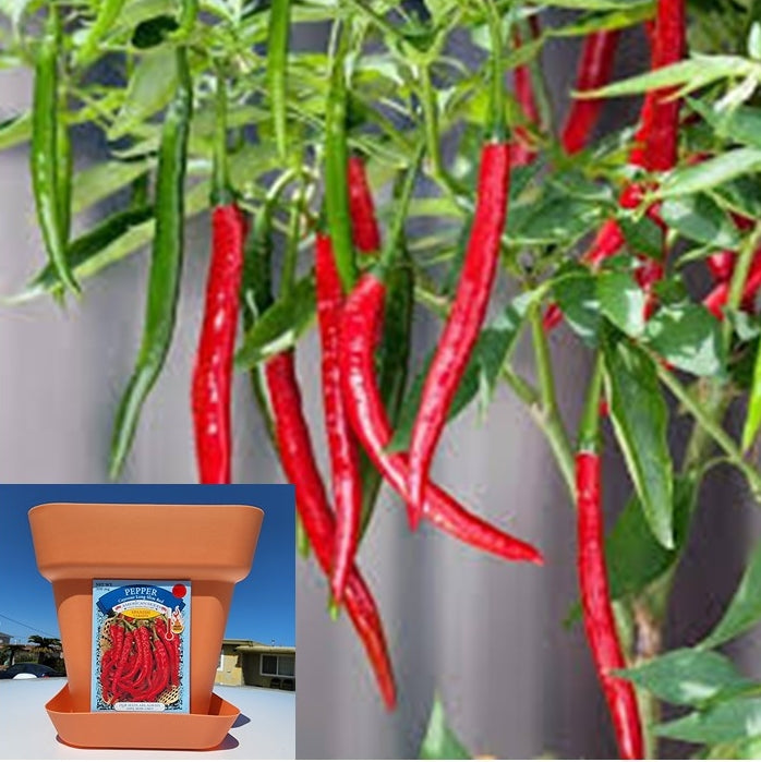 FRESH! FROM THE PLANTER POT TO YOUR COOKING POT, CALIENTE! 